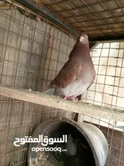  6 حمام مالطي وفرنسي لاحم للبيع