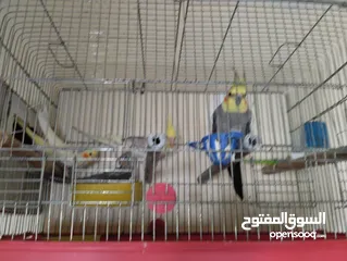  1 جوزين كوكتيل شغالات ميه ميه