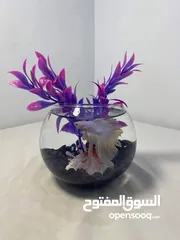  9 احواض سمك زينه بأحجام وأشكال مختلفة