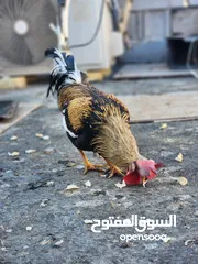  12 ديج عرب للبيع بعد شاب مو كبير ............. .  .....................................................