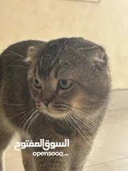  1 قط للتبنيي