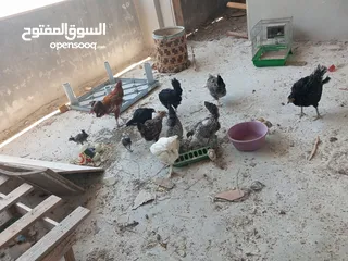  13 السلام عليكم،دجاج بلدي بياض للبيع،عمر سنه سعر الحبه 8 دنانير، صحه ونظافه،الموقع جرش دير الليات،