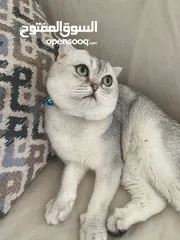  2 ذكر سكوتش فولد ابيض للتزاوج grey shaded