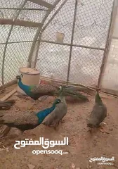  7 جواز طاووس للبيع