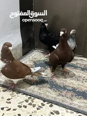  2 حمام للبيع في مادبا البيع كوم