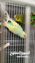  4 إعلان بيع بيت عصفور واسع ومجهّز بالكامل!  فقط مع جميع المستلزمات ومع بيت خشبي للشتاء