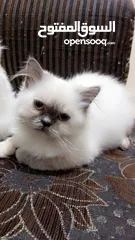  13 انثى شيراز هملايا عمر شهرين وذكر هملايا اورانج عمر 3شهور