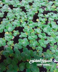  5 سمك ، نبات طافي طبيعي لأحواض السمك (مفيد للـ سمك) من نوع Dwarf water lettuce