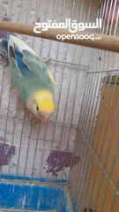  11 جوز روز منتج حجم و صحه و نظافه و ريش