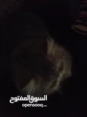  1 قط هيمالايا وارد بريطاني شعر كثيف.