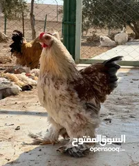  3 ديوك براهيمي للبيع  اتصل لمعرفت السعر والسعر منخفض لحق حالك وتل أو ابعث رساله