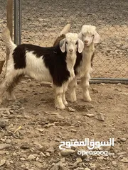  2 جدايه مشروع فحول