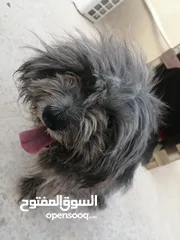  3 كلب زينة اليف