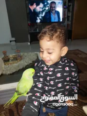 8 ترويض وتدريب ببغاء الدرارة الهندي الشرس ببغاء صيد خلال شهر فقط بتستلمو اليف مية بالمية ما بعض نهائي