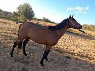  2 حصان ربي ايبارك