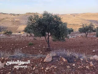  5 مزرعة لقطة مميزة مشجرة جرش دحل مساحة 3دونمات ونصف
