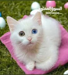  1 قطة بيضاء جميلة كل عين لون لعوبة جدا