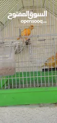  12 عصافير كنار