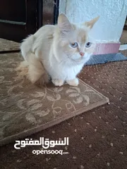  2 قطط سيبيرية قطة كبيرة و وبسس صغار للبيع