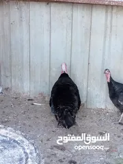  5 جوز حبش ما شاء الله صحه ونضافة