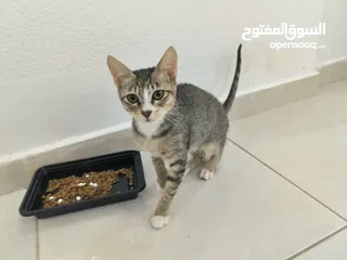  3 lovely kittens for free adoption