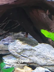  2 تفاصيل كامله لسمك