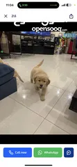  5 Golden retriever puppy