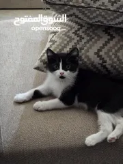  3 قط شيرازي ابيض واسود للبيع مع اغراضه