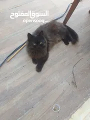  2 قط من ام بيجي فيس واب ھملايا