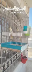  12 كوكتيل جوز للبيع
