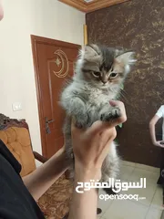  2 قطط سكوتش من احلا الانواع