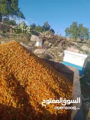  6 مناحل وعسل زهور الشمال خبره السنين نضعها بين يديك