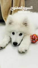  2 Samoyed dog