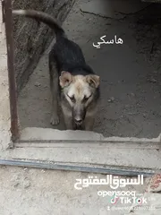  1 كلب جيرمن جرو للبيع لون ابيض واسود للبيع بسعر مغري جداً