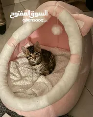  4 Pure  bengal kittens