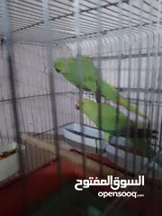  22 مجموعة طيور جواز كلها شغاله أن شاء الله