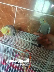  2 جوز طيور كوكتيل اليفات