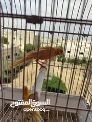  3 طواير بنديق