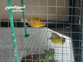 5 حبتين كنار أحمر واصفر مقرفل العمر شهرين