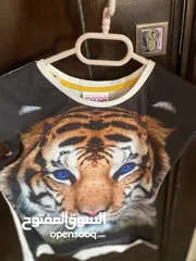  1 تي شيرت بناتي بصوره اسد من ماركه mango مانجو قياس 12-13.              .              .            .