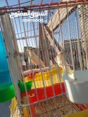  2 طيره نخب كريس مع فرخها