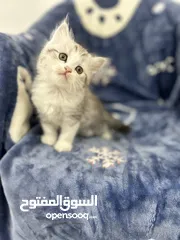  3 Two months old Persian kitten