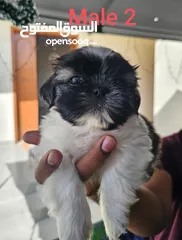  2 pure quality shih Tzu puppies male female available.