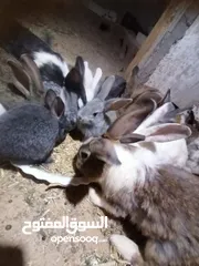  1 ارانب للبيع