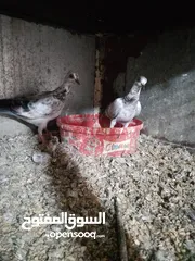  16 متاح جواز و حبات فلت موجودات طبربور سعرهن كويس