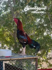  1 Pakistani aseel rooster