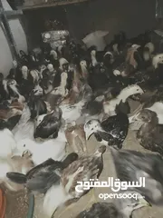 1 فراخ بناديق باكستاني