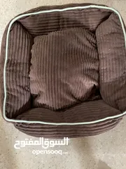  7 فرينش تيرير  صغير وذكي للبيع - عمره 4 شهور
