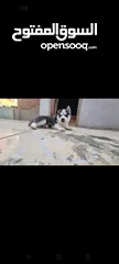  4 جراوي  هاسكي
