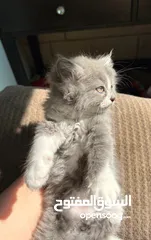  2 قطط مشكلة هملايا شيرازي بريتش شورت هير بيع سعر رمزي